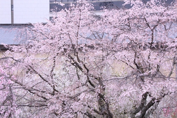 6445-15.4.3祇園しだれ桜　東から半分上全体.jpg